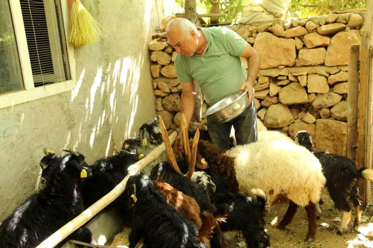 Eski Hükümlü Tahir Keskin, İş-Kur Desteğiyle 200 Keçi Sürüsüne Ulaştı